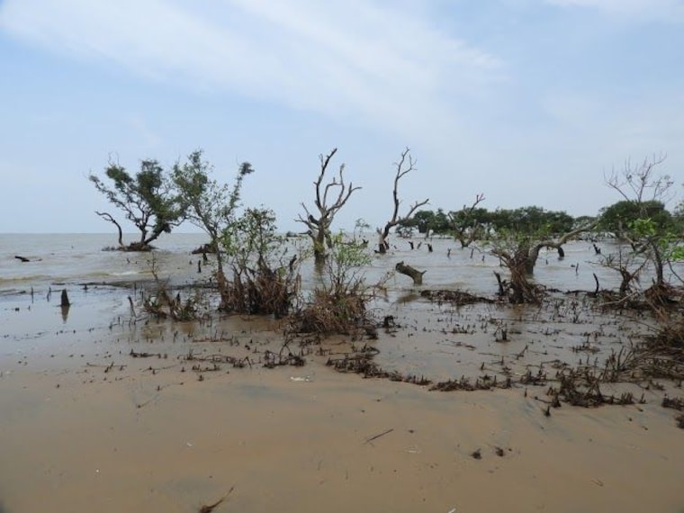 Bichitrapur Mangrove Sanctuary-1